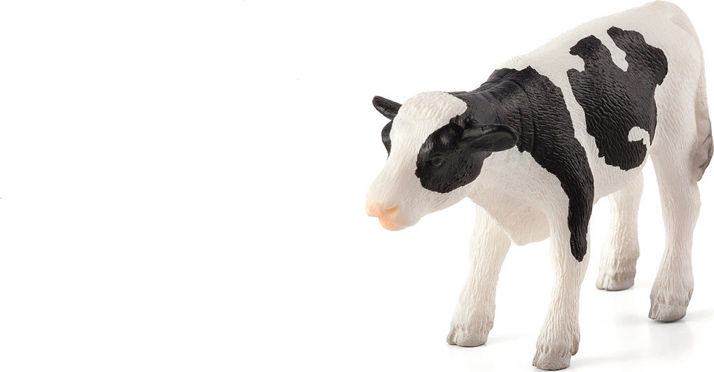 Holstein Calf Standing