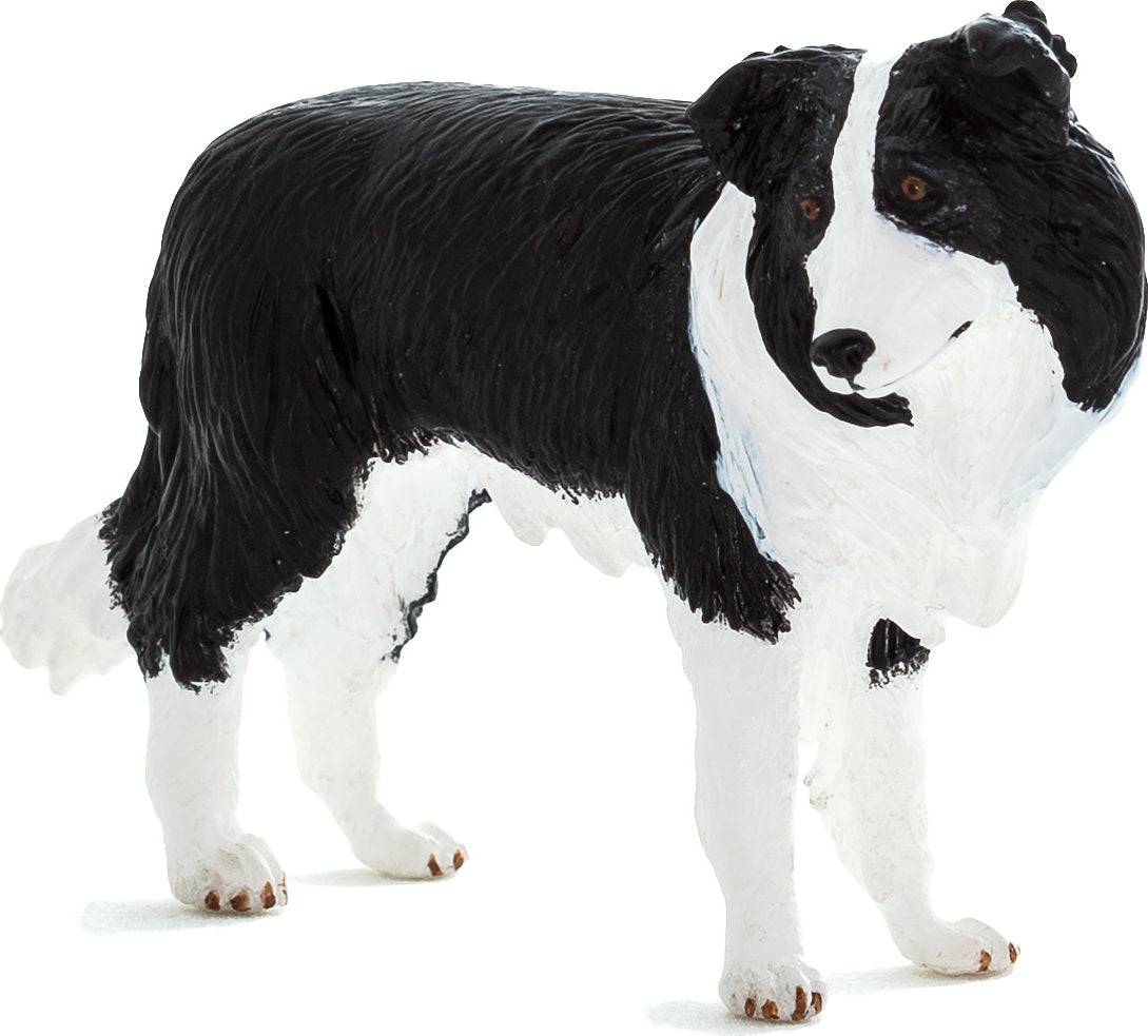 387203 BORDER COLLIE - A Child's Delight